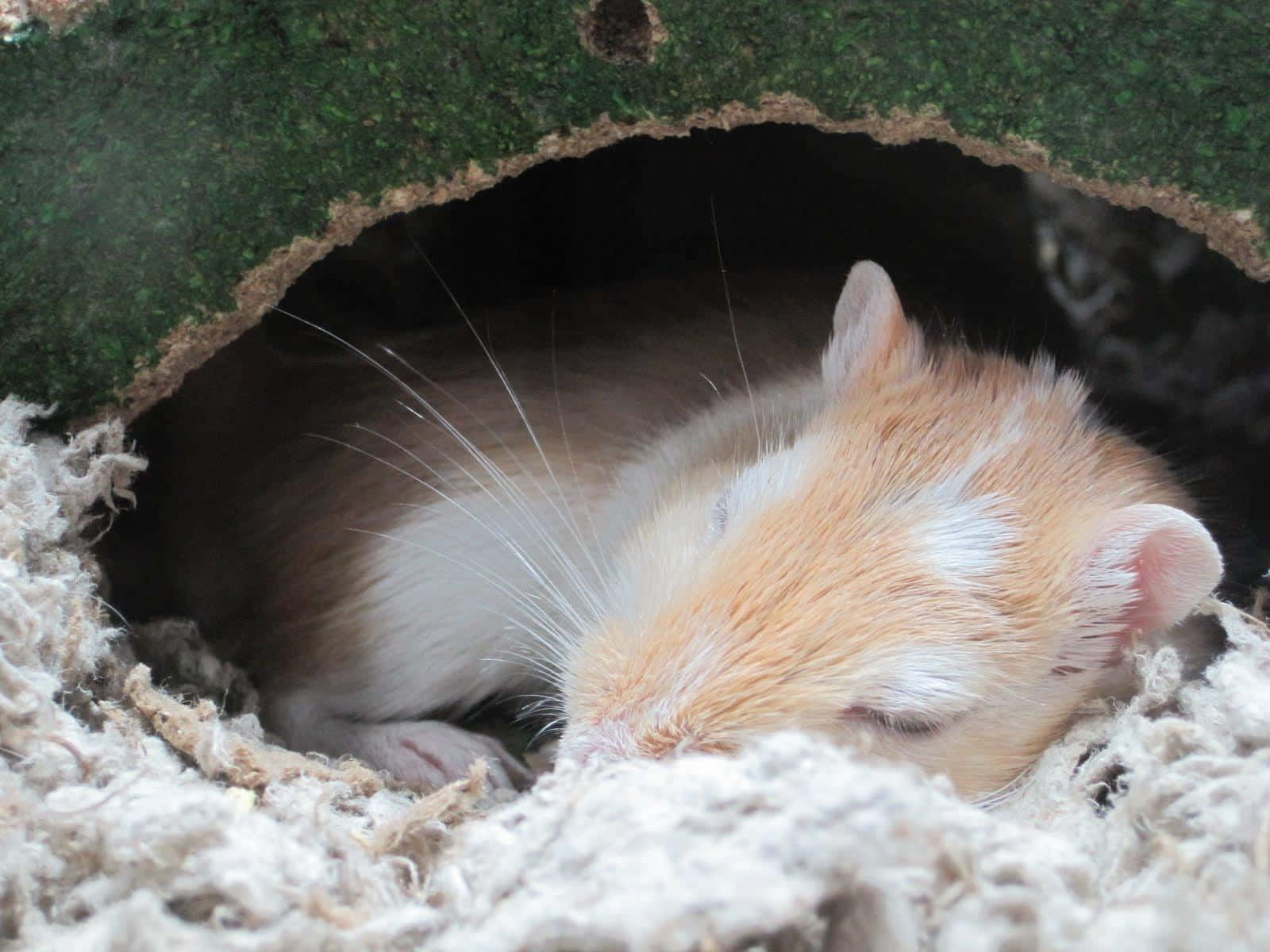 Gerbil 桌布 壁紙 — 一隻昏昏欲睡的橙白色沙鼠在長滿苔蘚的木製藏身處內平靜地休息，周圍環繞著柔軟的棉質築巢材料。