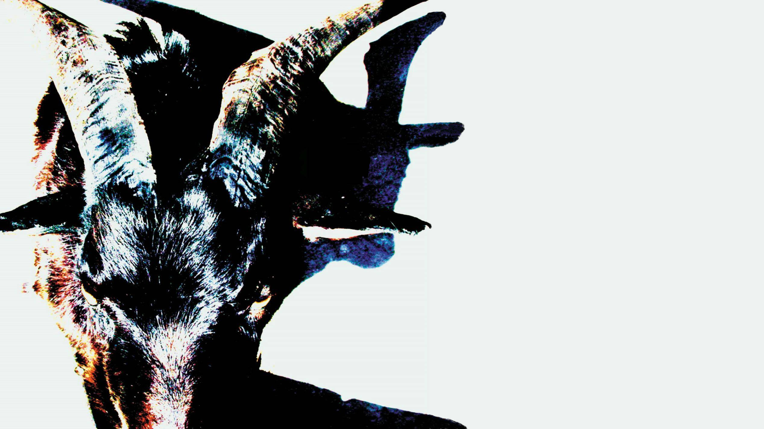 Slipknot《Iowa》專輯封面山羊 壁紙 — 山羊頭部的戲劇性特寫，帶有紋理角，背景為純白色。