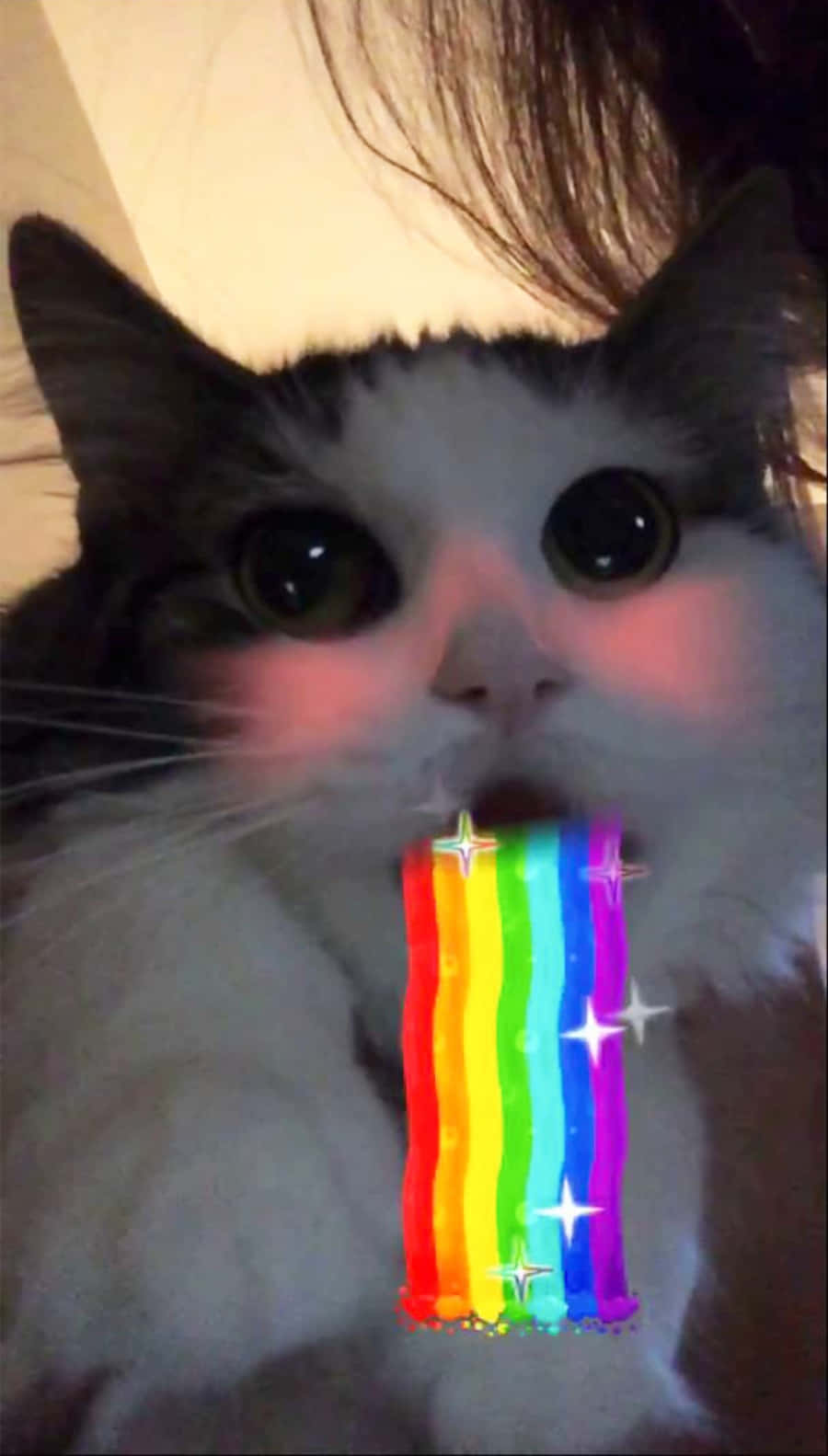 一隻貓從口中吐出帶有閃光嘅彩虹。
