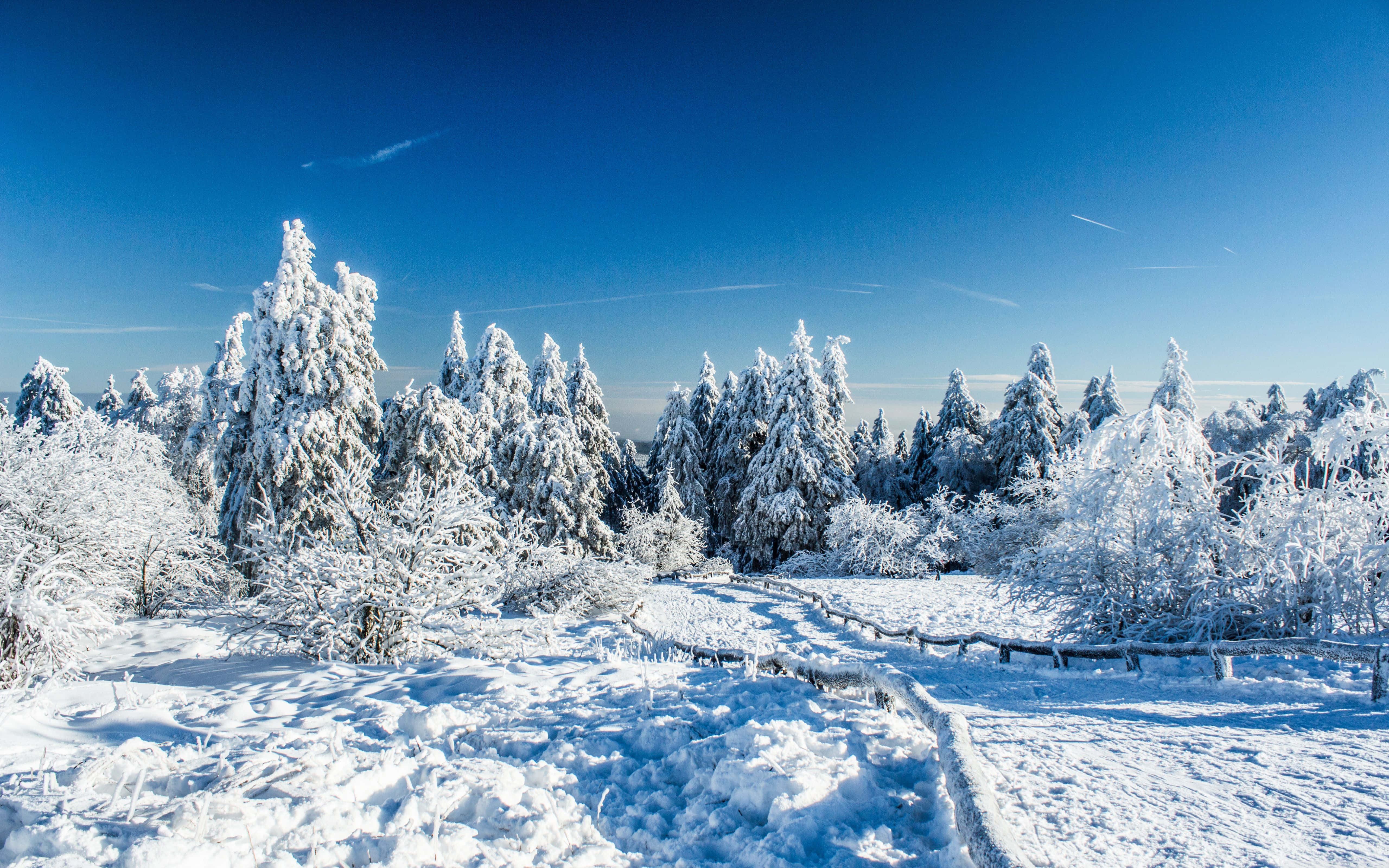 winter wonderland 桌布 壁紙 — 白雪覆蓋著常青樹的每一根樹枝，在晴朗湛藍的天空下，一片寧靜的冬日森林。