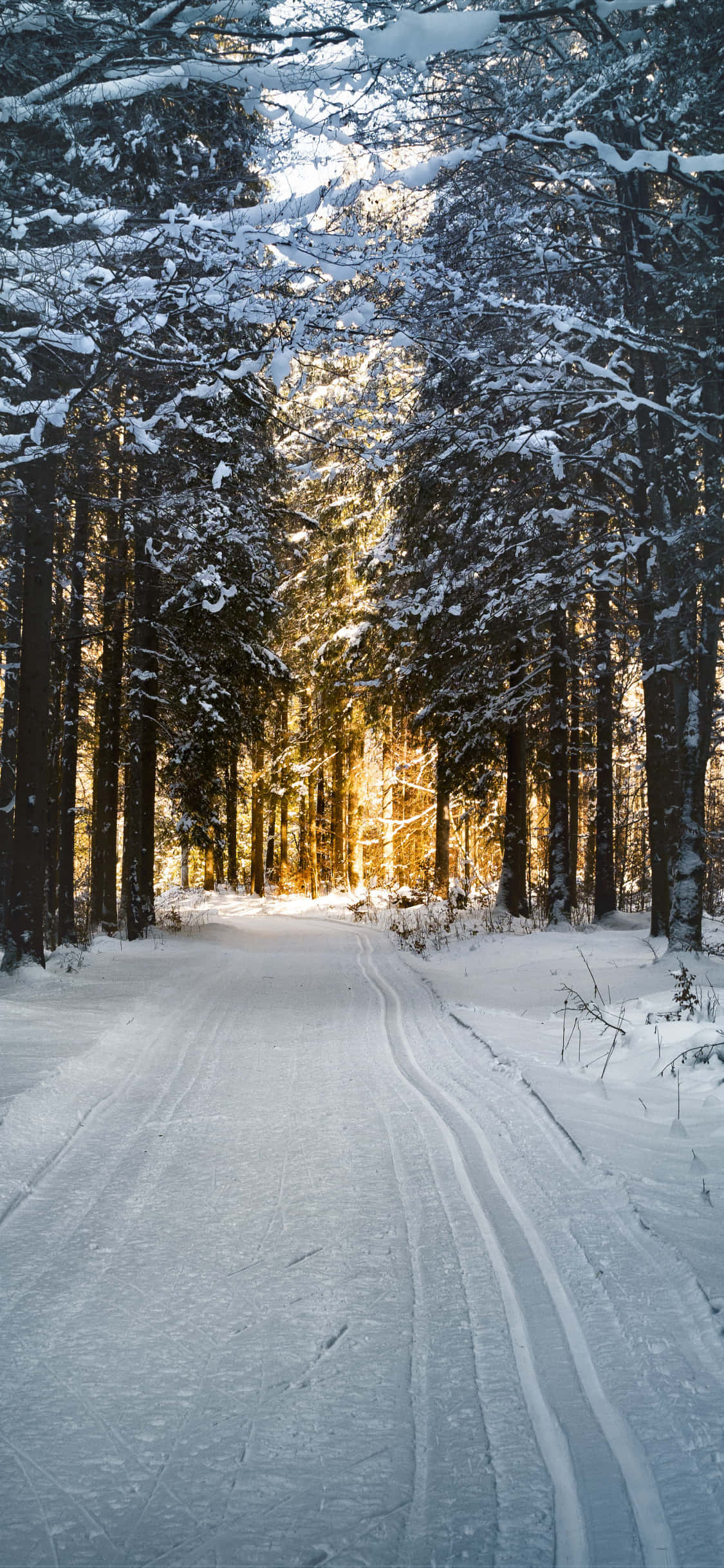 Snowy Road 桌布 壁紙 — 一條被雪覆蓋的森林小徑蜿蜒穿過高大的常青樹，金色的陽光透過樹枝灑落。