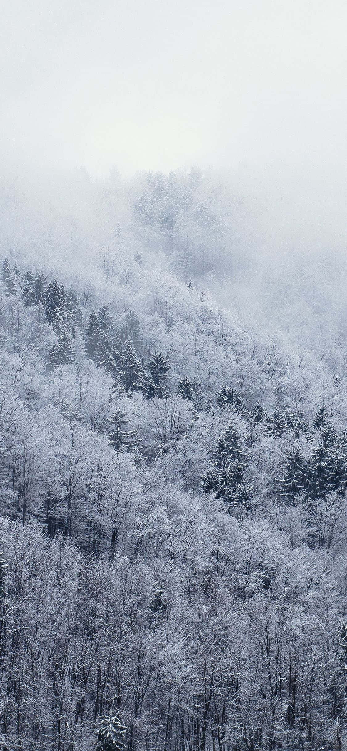 探索白雪覆蓋的冬季仙境，與 Snow iPhone 一同體驗 壁紙 — 白雪覆蓋的森林籠罩著霧氣瀰漫的山坡，在蒼白的冬日天空下。