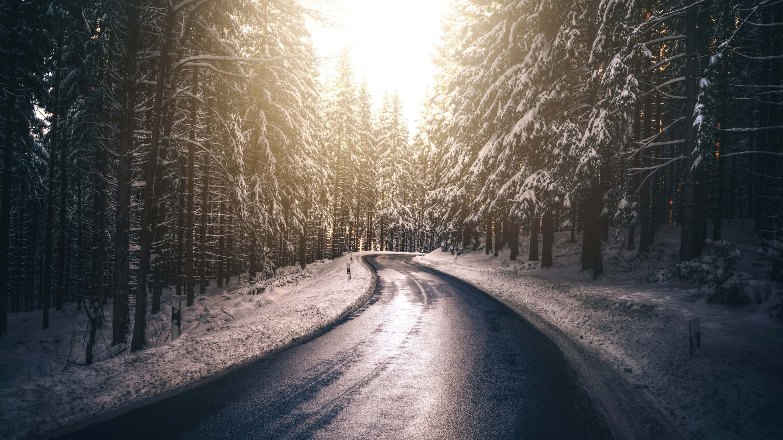 Snowy Road 桌布 壁紙 — 一條蜿蜒的道路穿過茂密的雪林，金色的陽光穿過樹木灑落下來。