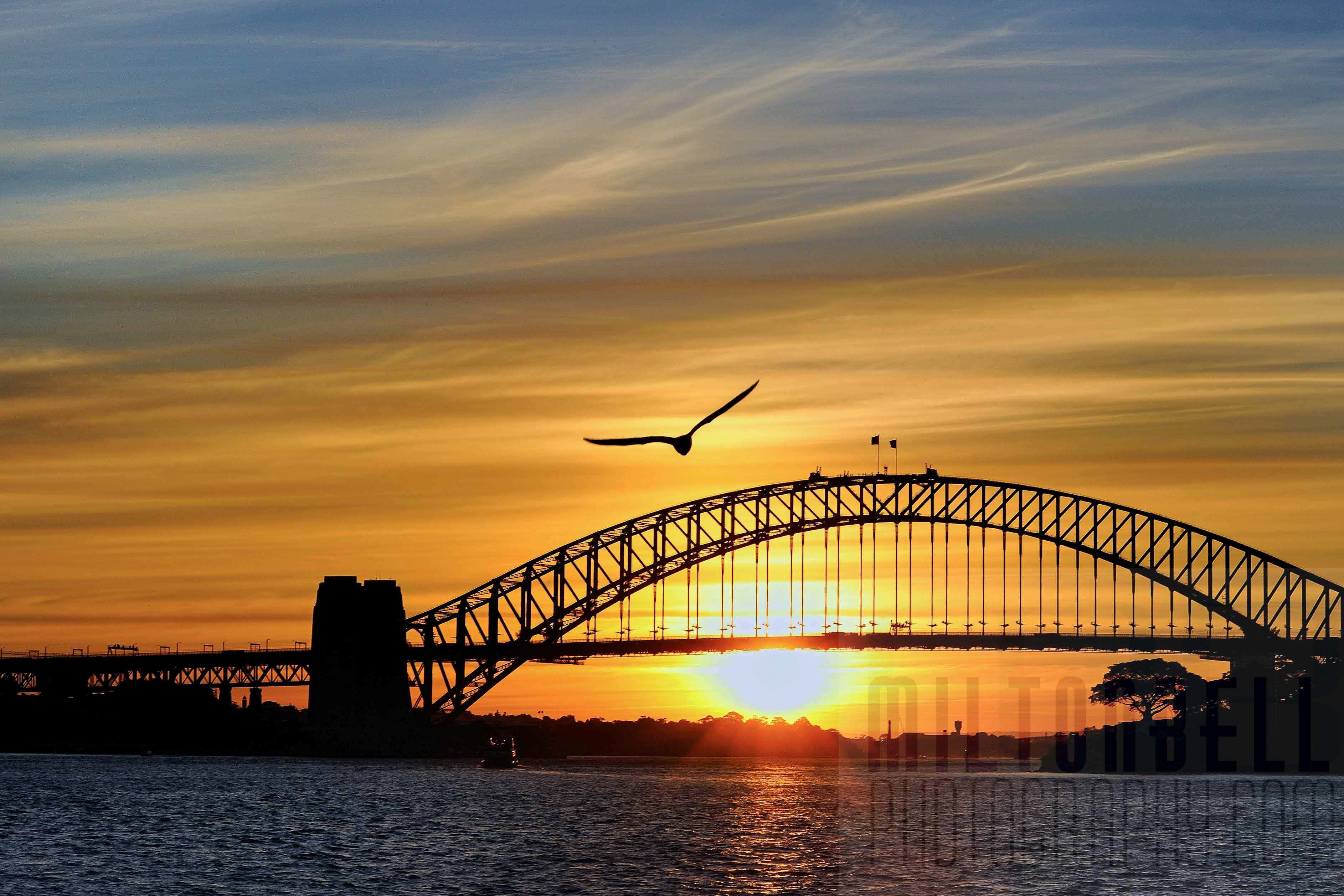 Sydney Harbour Bridge 桌布 壁紙 — 一隻翱翔的鳥在標誌性的悉尼港灣大橋後方，以熾熱的日落為背景形成剪影。