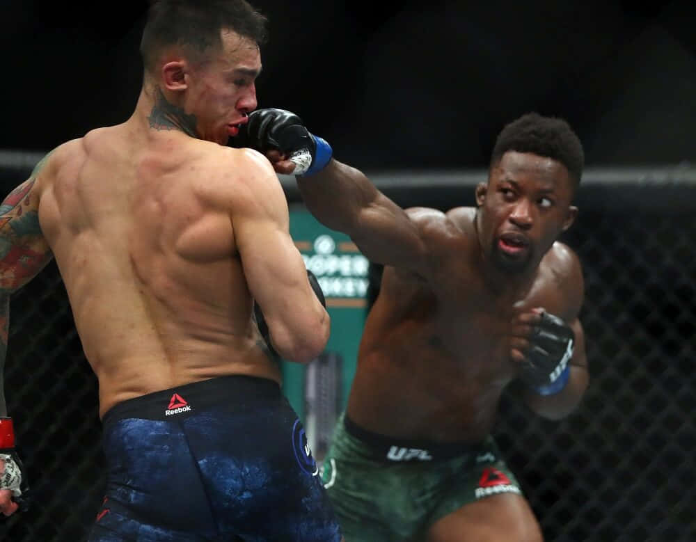 兩名男性MMA拳手在鐵籠中互相出拳。