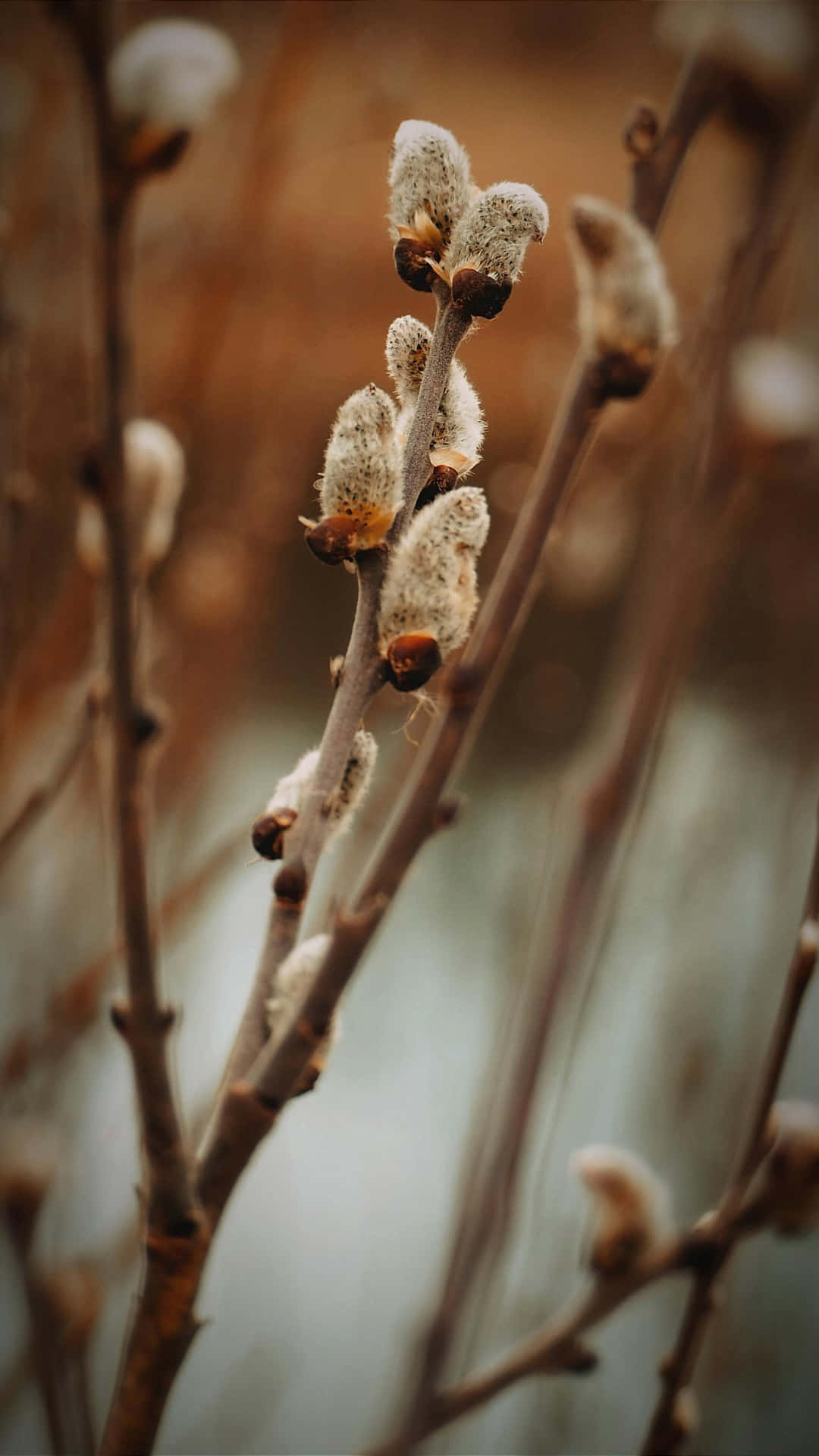  壁紙 — 柔軟毛茸茸的柳絮在纖細的棕色樹枝上綻放，背景是模糊的大地色。