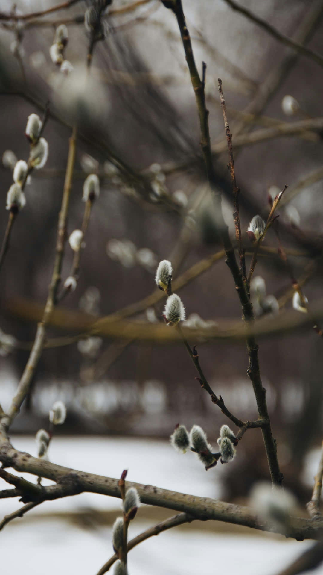  壁紙 — 柔軟毛茸茸的柳樹芽在光禿的樹枝上冒出，背景是白雪皚皚的冬日景色，背景模糊。