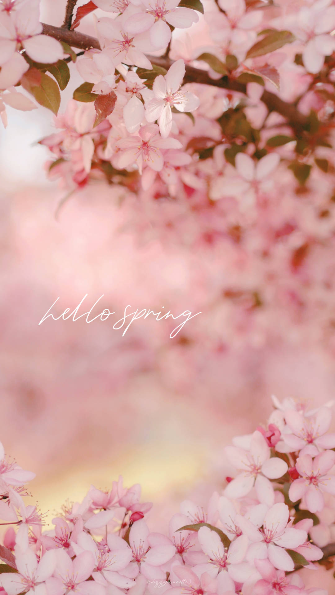 粉紅色的櫻花框出一個柔和的春天場景，帶有 'hello spring' 文字。