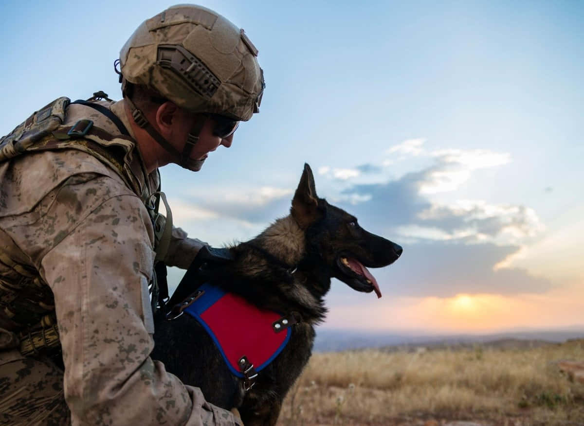  壁紙 — 一名身穿迷彩服的士兵跪在一隻德國牧羊犬旁邊，這隻狗穿著紅藍相間的背心，背景是夕陽天空。