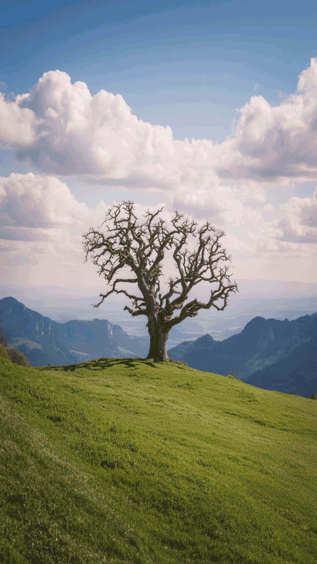 Solitary Tree on Green Hill Peaceful Scenic Wallpaper, 壁紙 — 一棵孤獨的禿樹矗立在陽光明媚的綠色山丘頂上，俯瞰著遠處的藍色山脈，天空明亮，白雲朵朵。