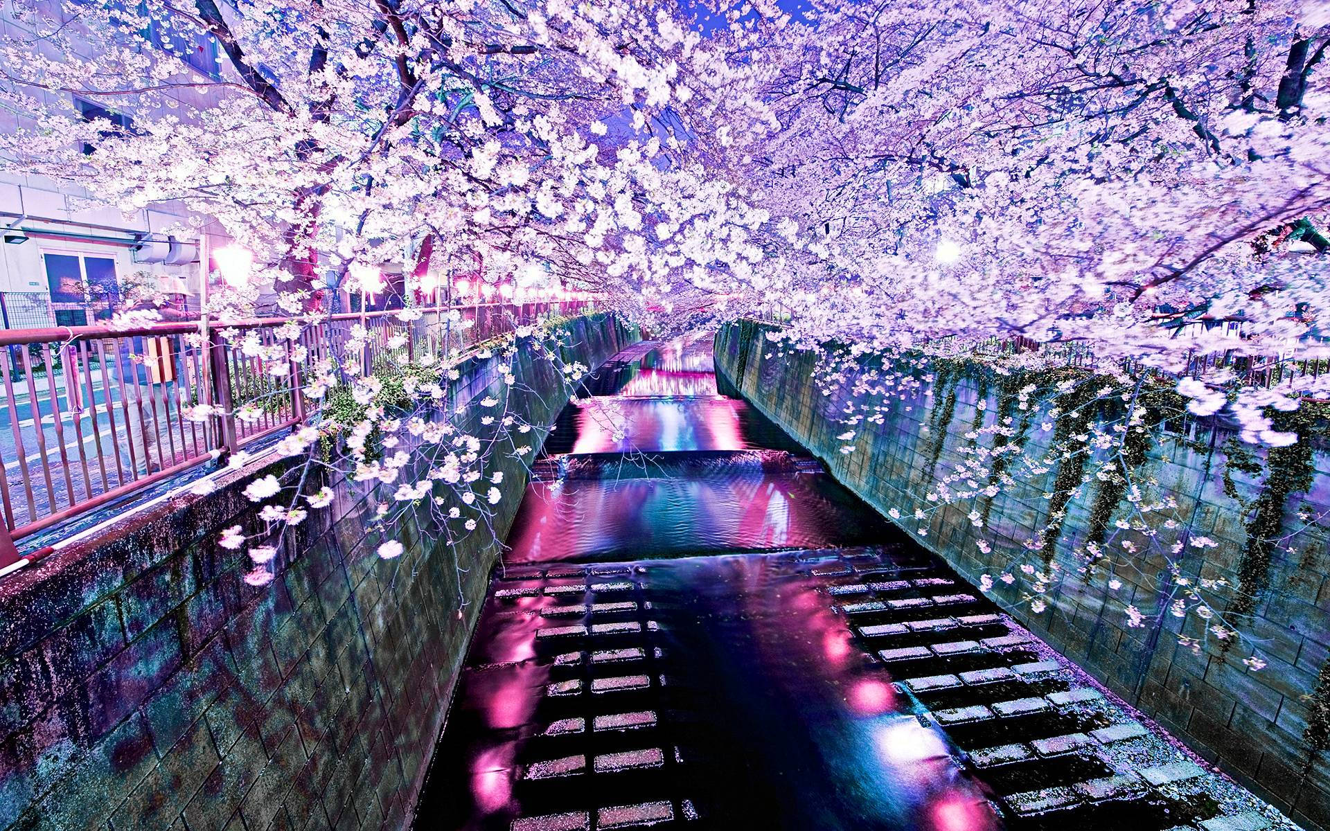 韓國河畔櫻花樹藝術壁紙