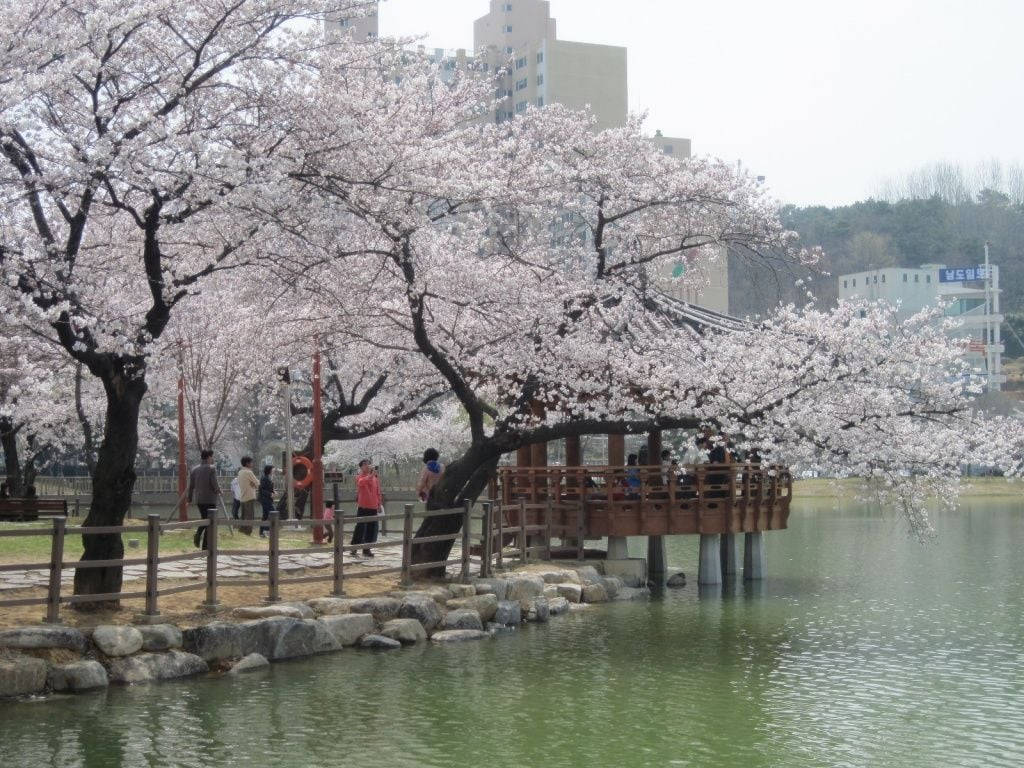 韓國櫻花高清壁紙