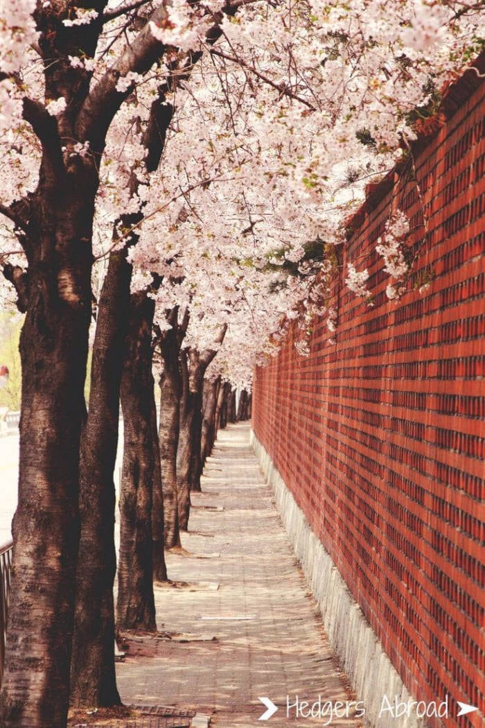 韓國櫻花樹