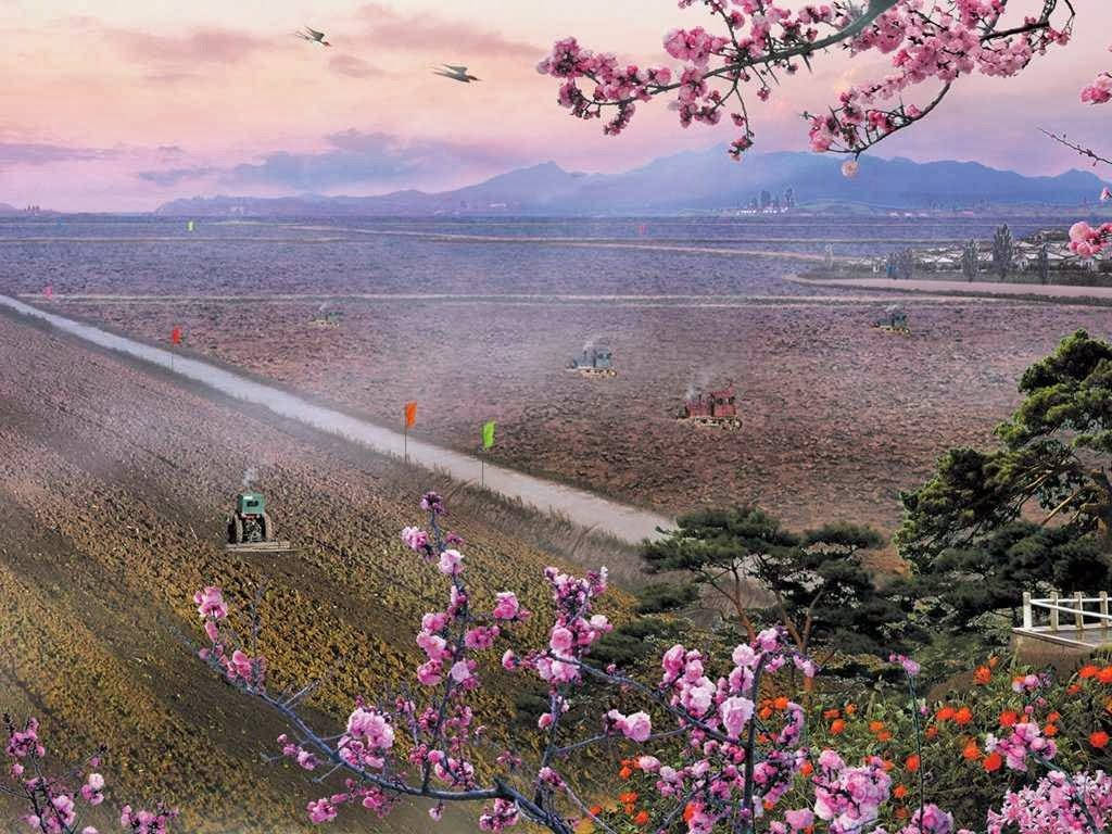 韓國農田櫻花季