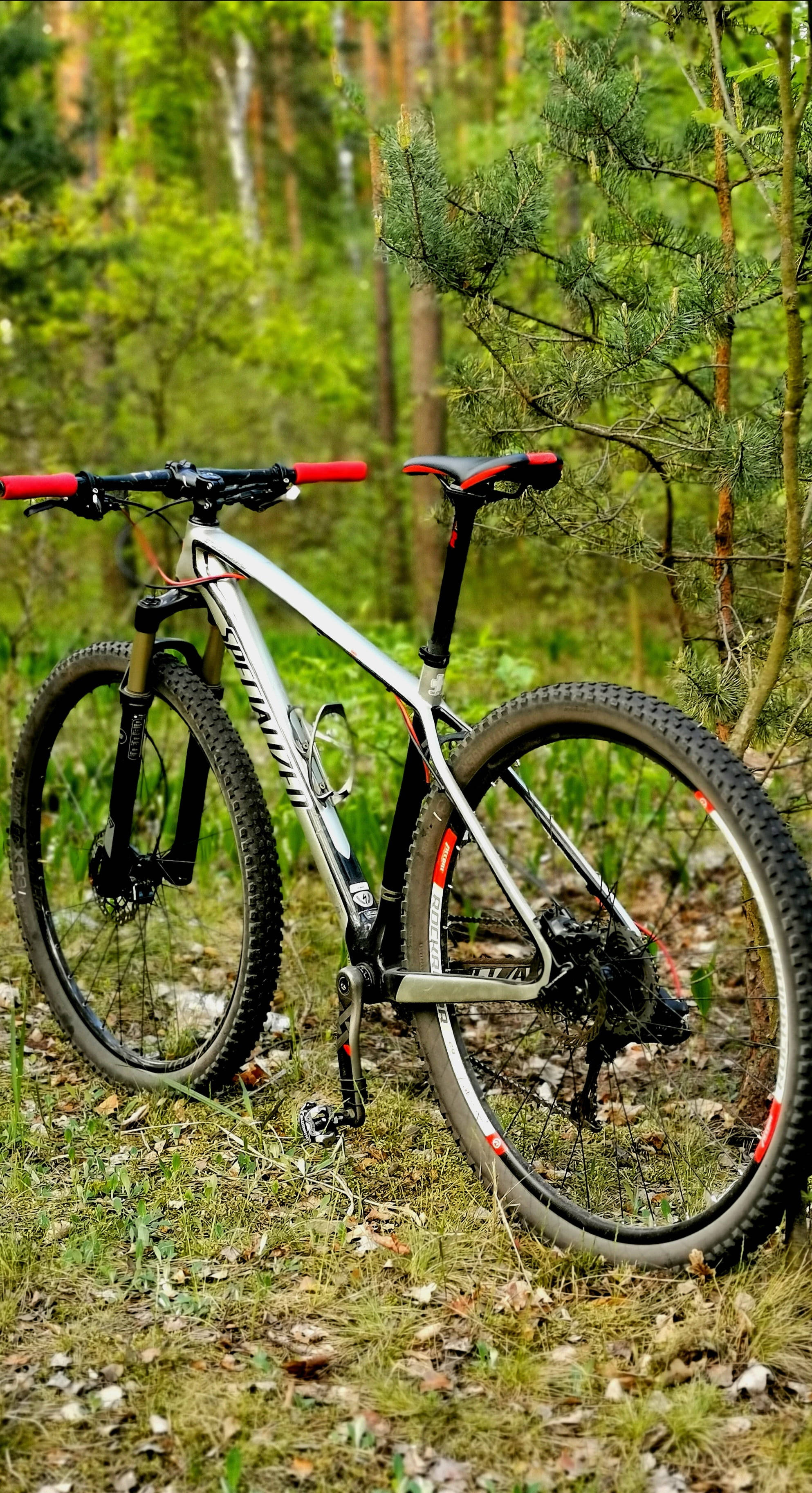 Specialized銀色山地車 壁紙 — 一架帶有紅色點綴的時尚銀色山地自行車停放在森林地面上，周圍環繞著綠樹和松枝。