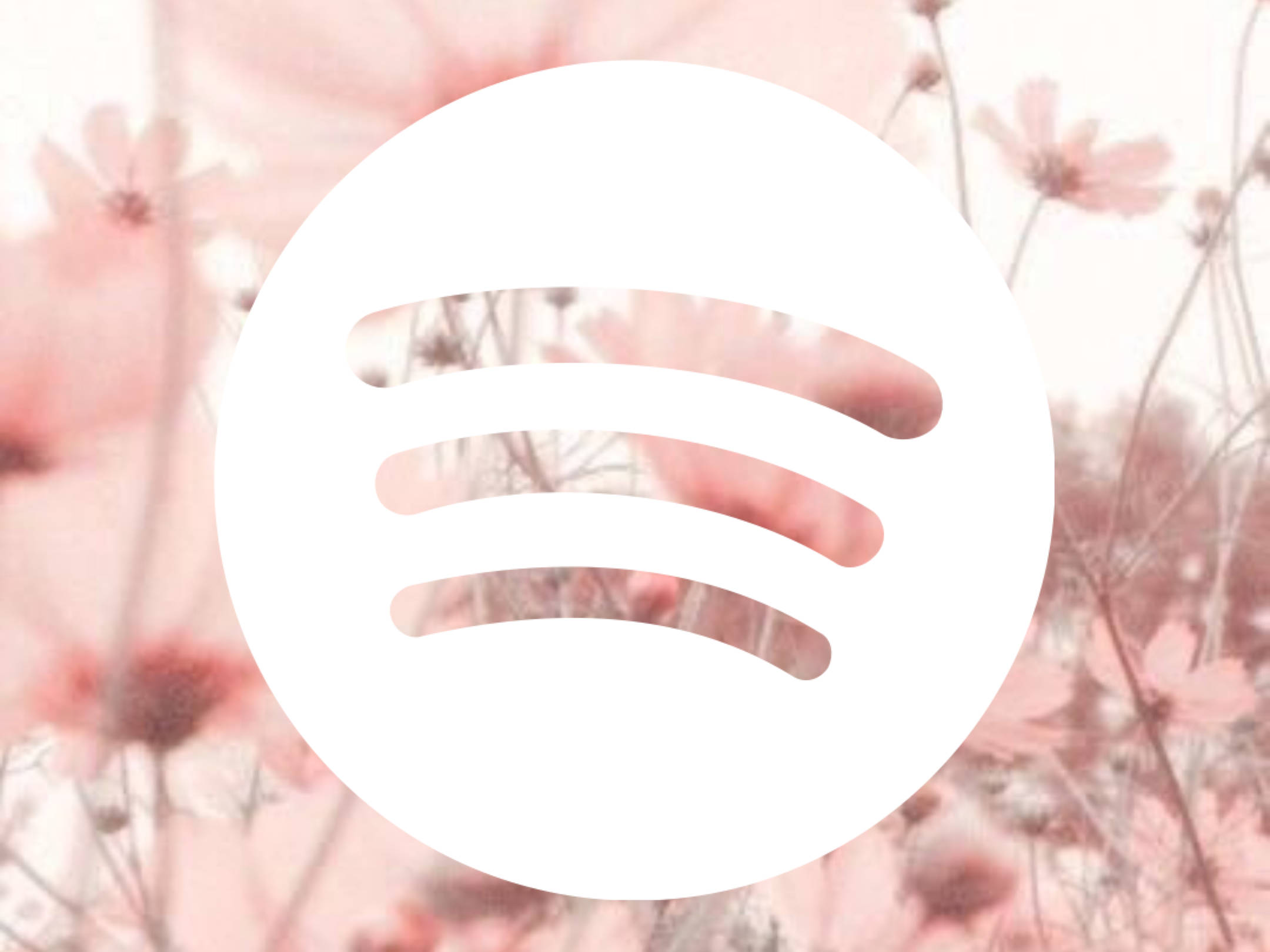 Spotify 粉紅花朵 壁紙 — Spotify 標誌居中於柔和的粉紅色大波斯菊花朵上，呈現夢幻般的粉彩模糊效果。