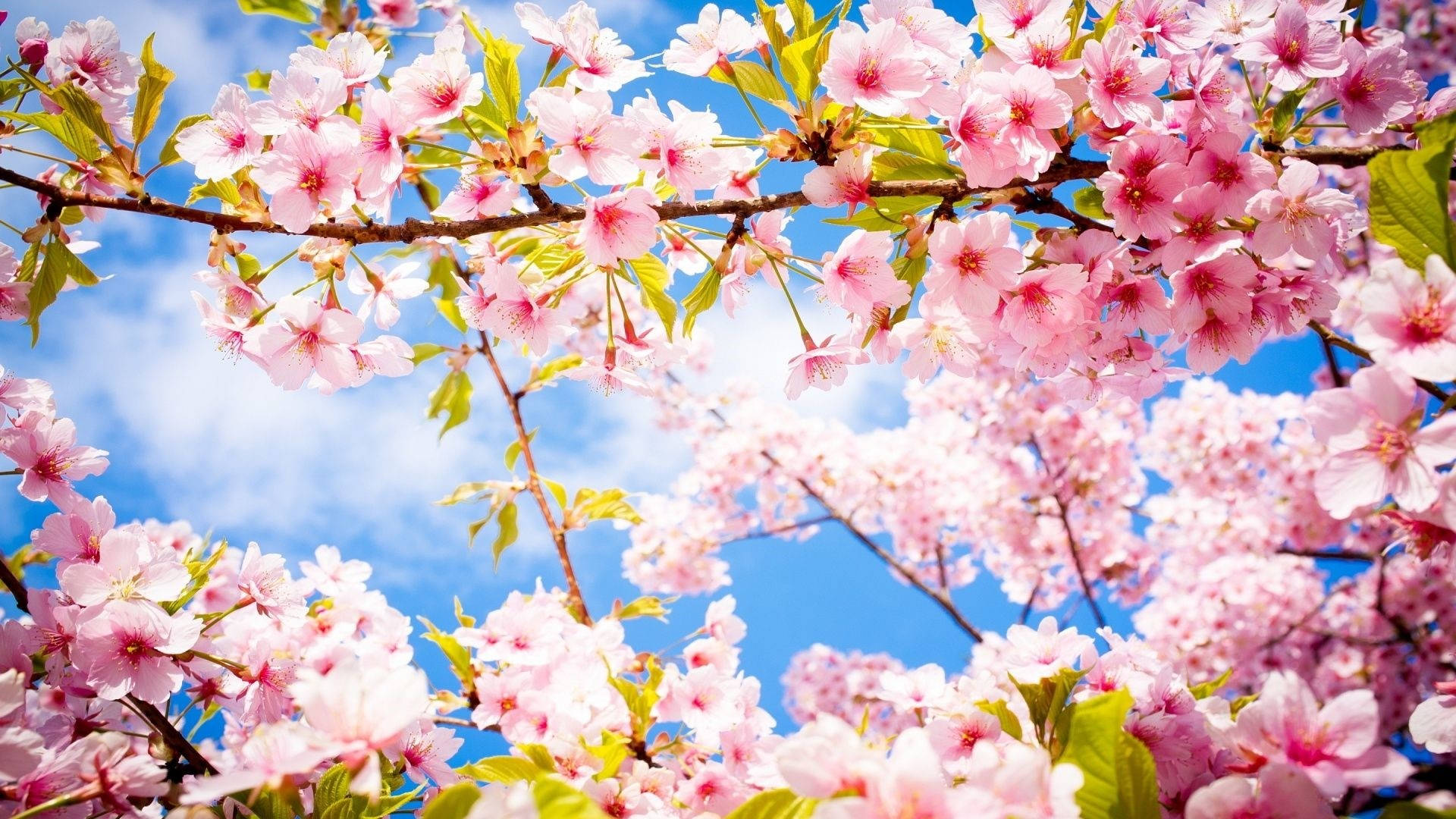以 Spring Computer 提升您的業務表現 壁紙 — 粉紅色的櫻花在樹枝上密集盛開，背景是明亮的藍天和柔軟的白雲。