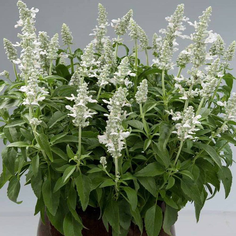 SSallyfun 白 sage 植物 壁紙 — 一盆茂盛的盆栽植物，擁有充滿活力的綠葉和高聳的白色精緻花朵穗，在柔和的灰色背景下綻放。