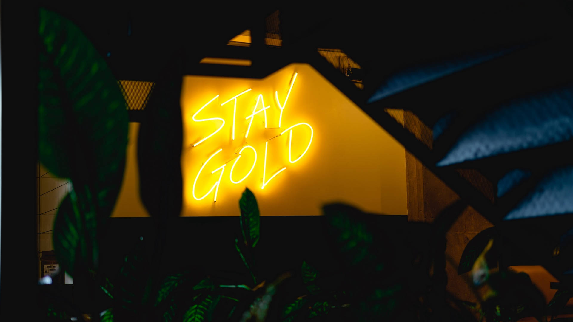 一個發光的黃色霓虹燈牌，上面寫著「STAY GOLD」，被深綠色植物包圍。