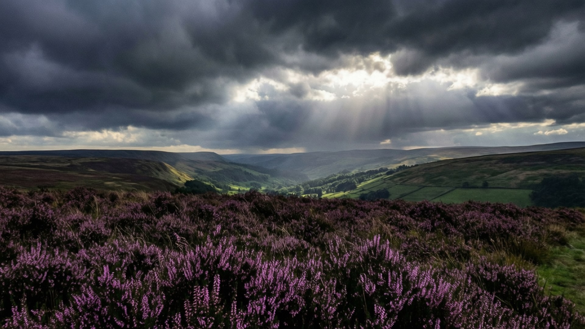 Storm Over Ilkley Moor 壁紙 — 陽光穿過黑暗的暴風雲，照亮了紫色石楠花田下方的山谷。