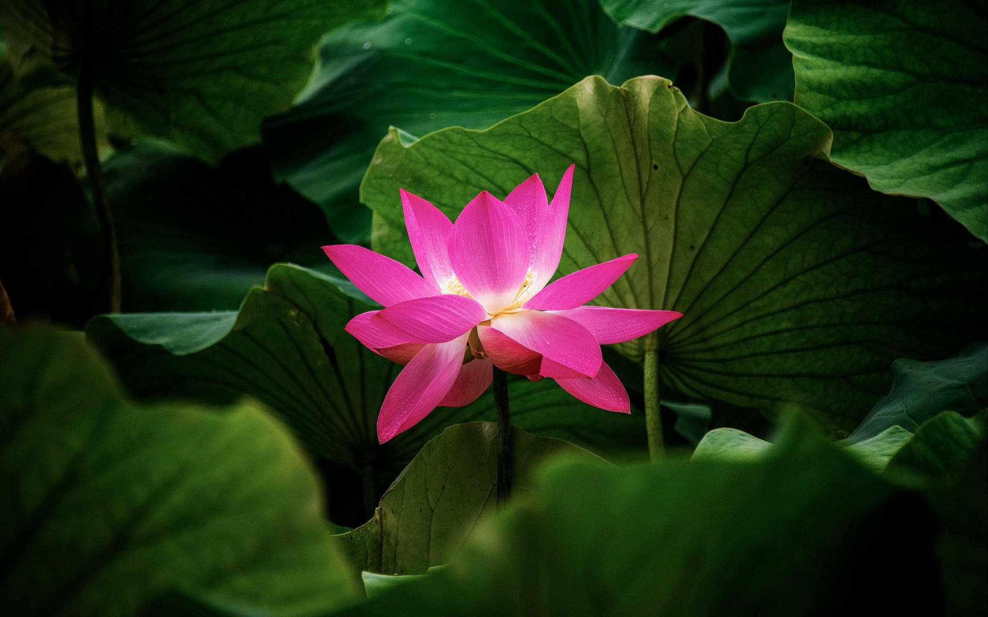 綠意盎然中的粉紅蓮花