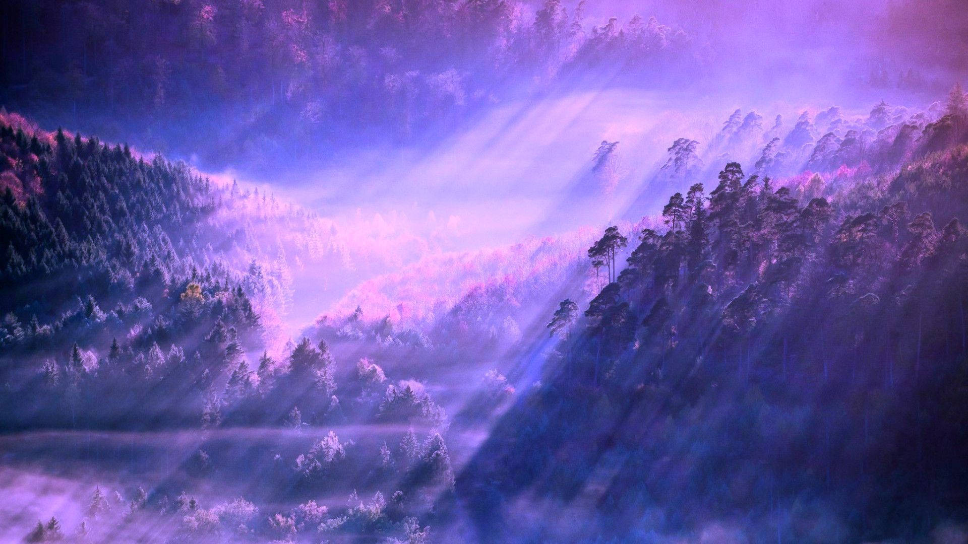 紫色山脈，霧氣和陽光穿過松樹