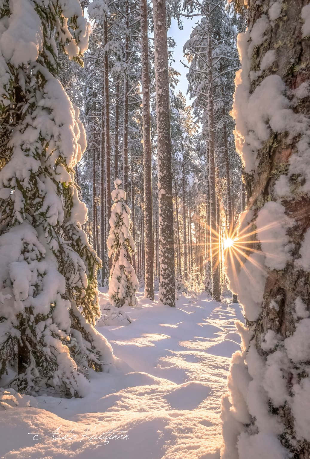 鄉村寧靜的冬日早晨 壁紙 — 陽光穿過積雪的松樹，灑在寧靜的冬季森林小徑上。
