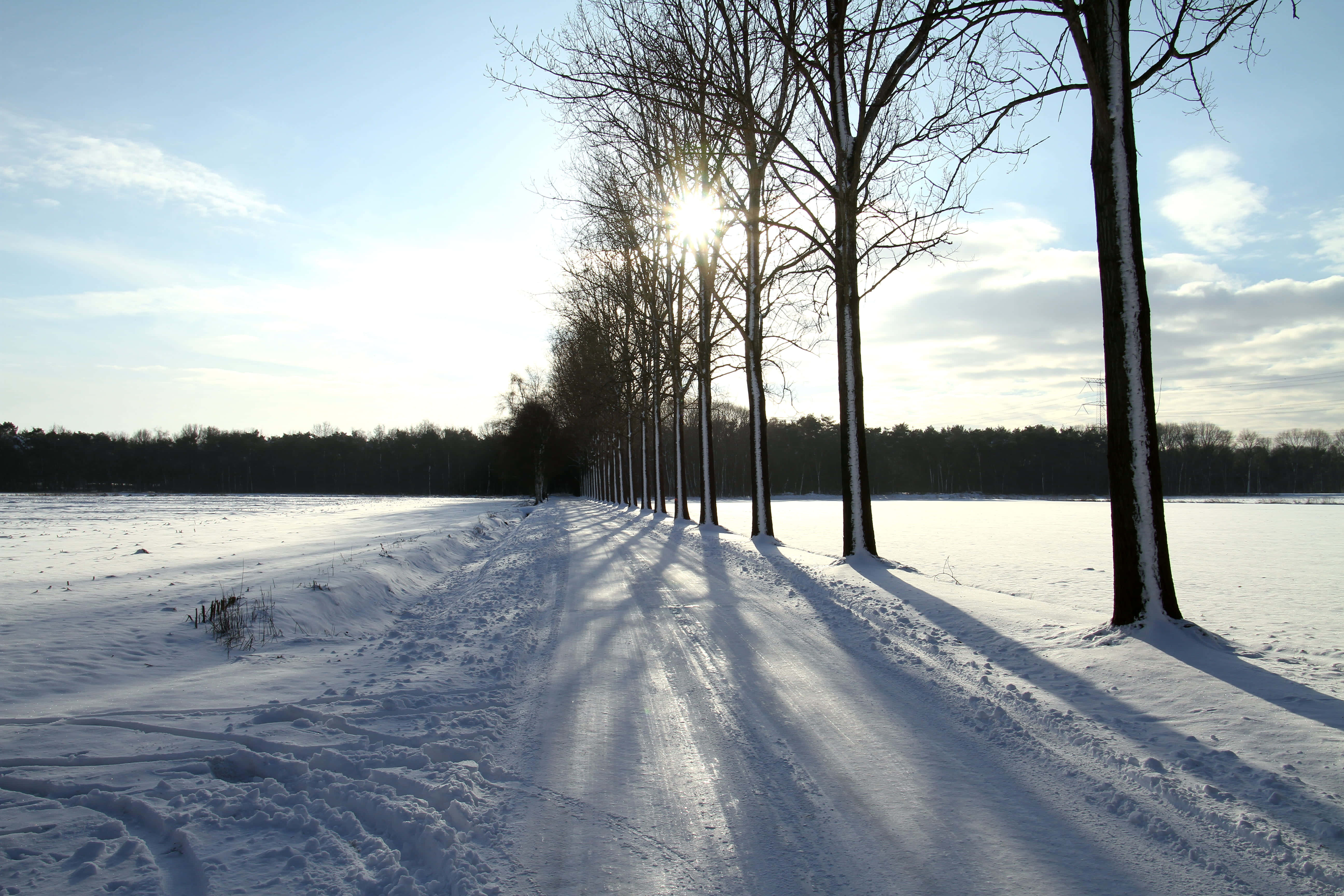 Tilburg 桌布 壁紙 — 陽光穿過光禿禿的冬季樹木，在通往冰凍田野的積雪小徑上投下長長的影子。