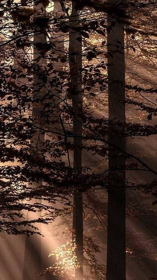 陽光穿過霧林中的秋樹 — 棕色美學 壁紙