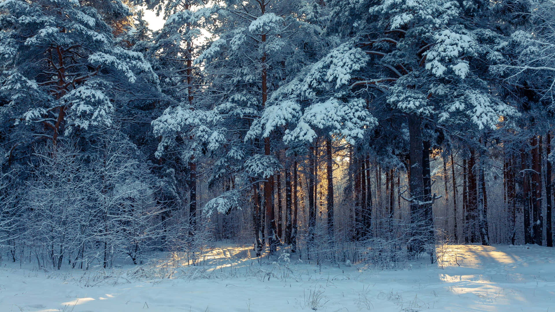  壁紙 — 陽光穿過積雪的松樹，在寧靜的冬季森林地面上投射出金色光束。