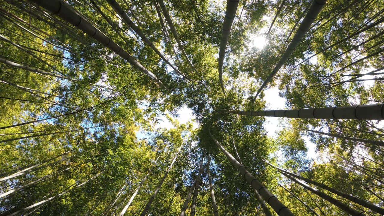  壁紙 — 陽光穿過高聳的竹莖，在頭頂形成一片充滿活力的綠色樹冠。