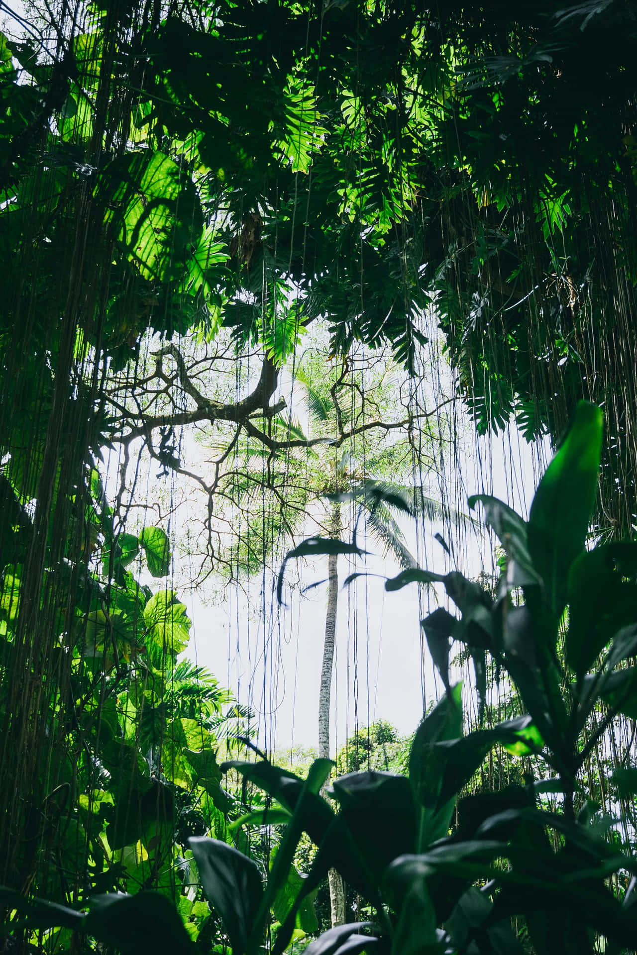  壁紙 — 陽光穿過茂密的翠綠樹葉和懸垂的藤蔓，灑落在茂密的熱帶叢林樹冠上。