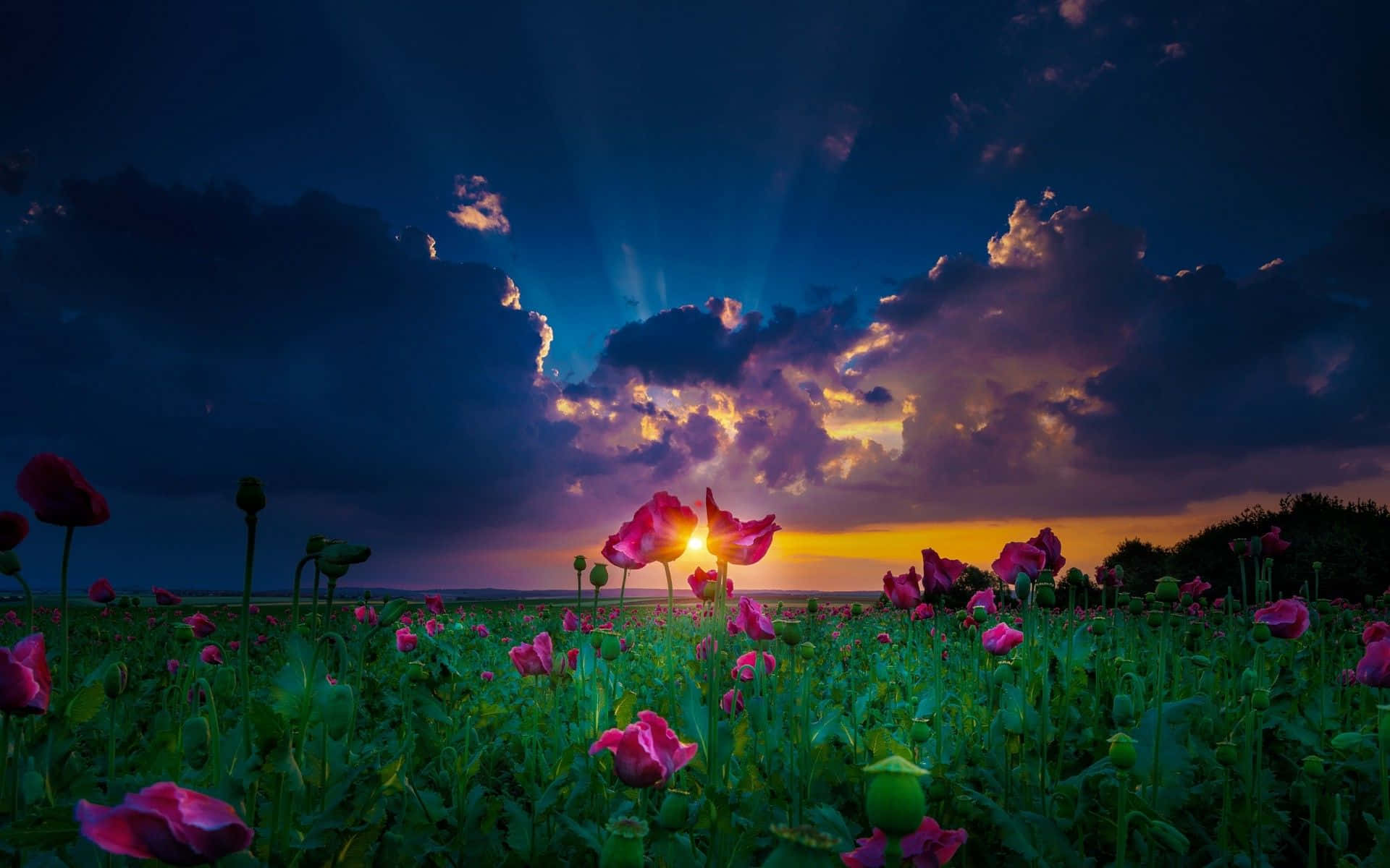 Spring Sunset 桌布 壁紙 — 夕陽的光線穿過戲劇性的雲層，照射在暮色中閃耀的鮮豔粉紅色罌粟花田上。