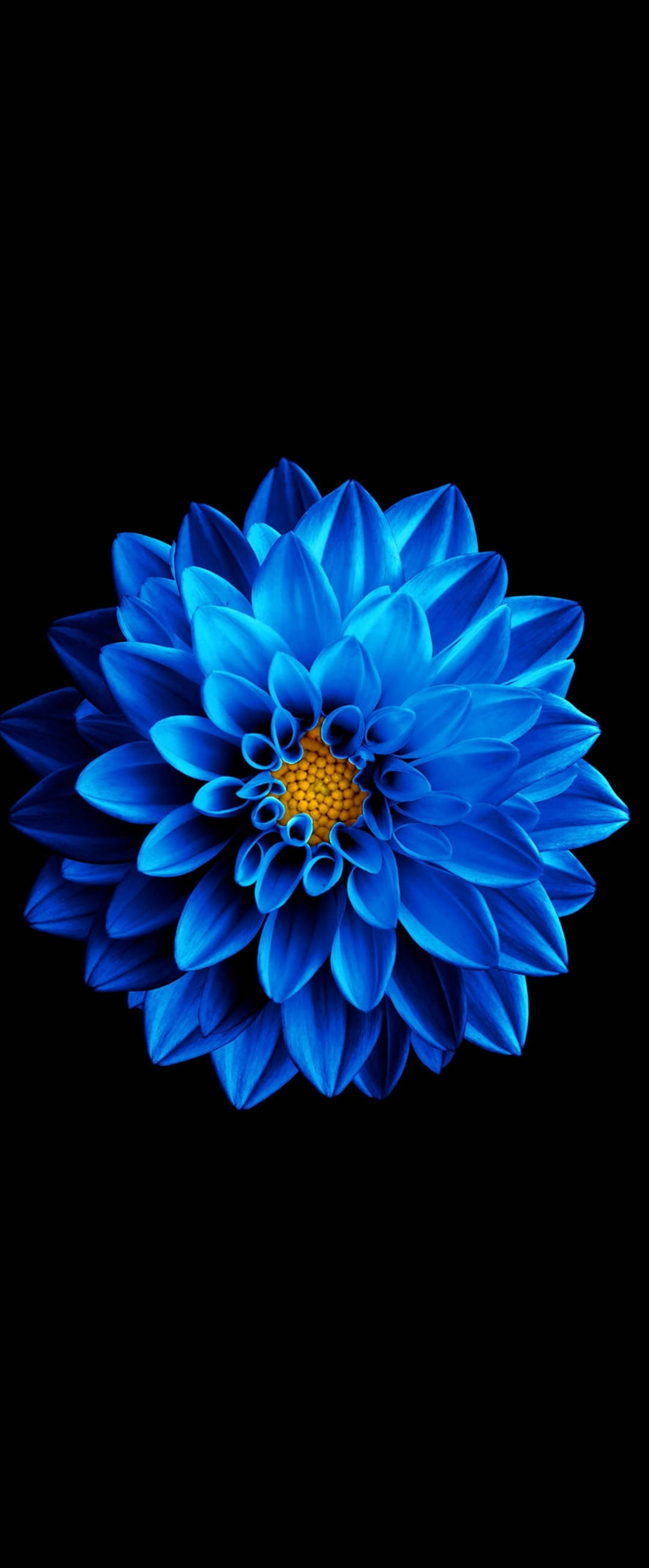 Super AMOLED 藍色百日菊 壁紙 — 一朵鮮豔的藍色大麗花，帶有金色花心，在純黑背景上盛開。