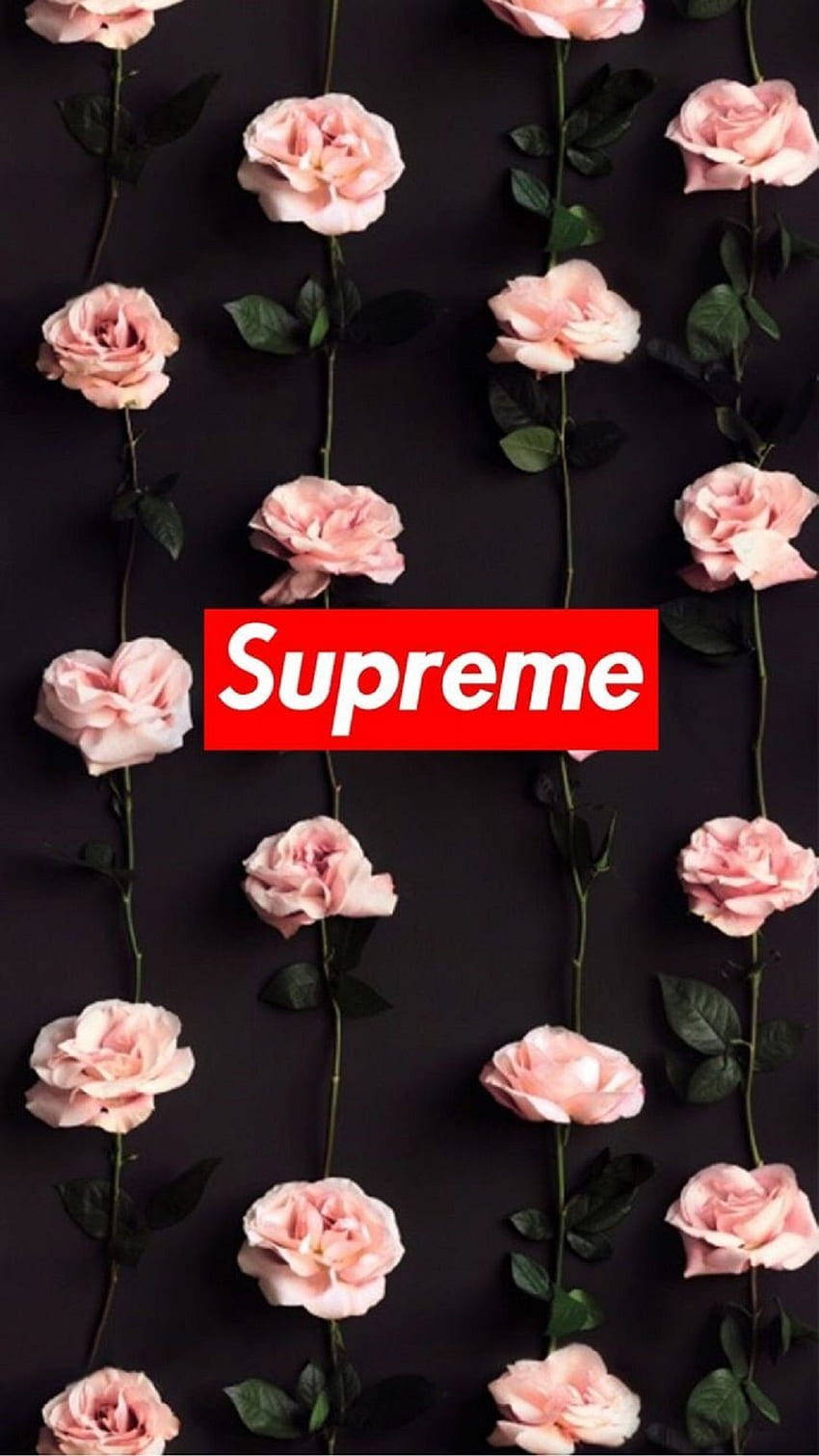 Supreme 美學粉紅玫瑰 壁紙 — 粉紅色玫瑰配綠色莖垂直排列在黑色背景上，中央有紅色Supreme標誌。