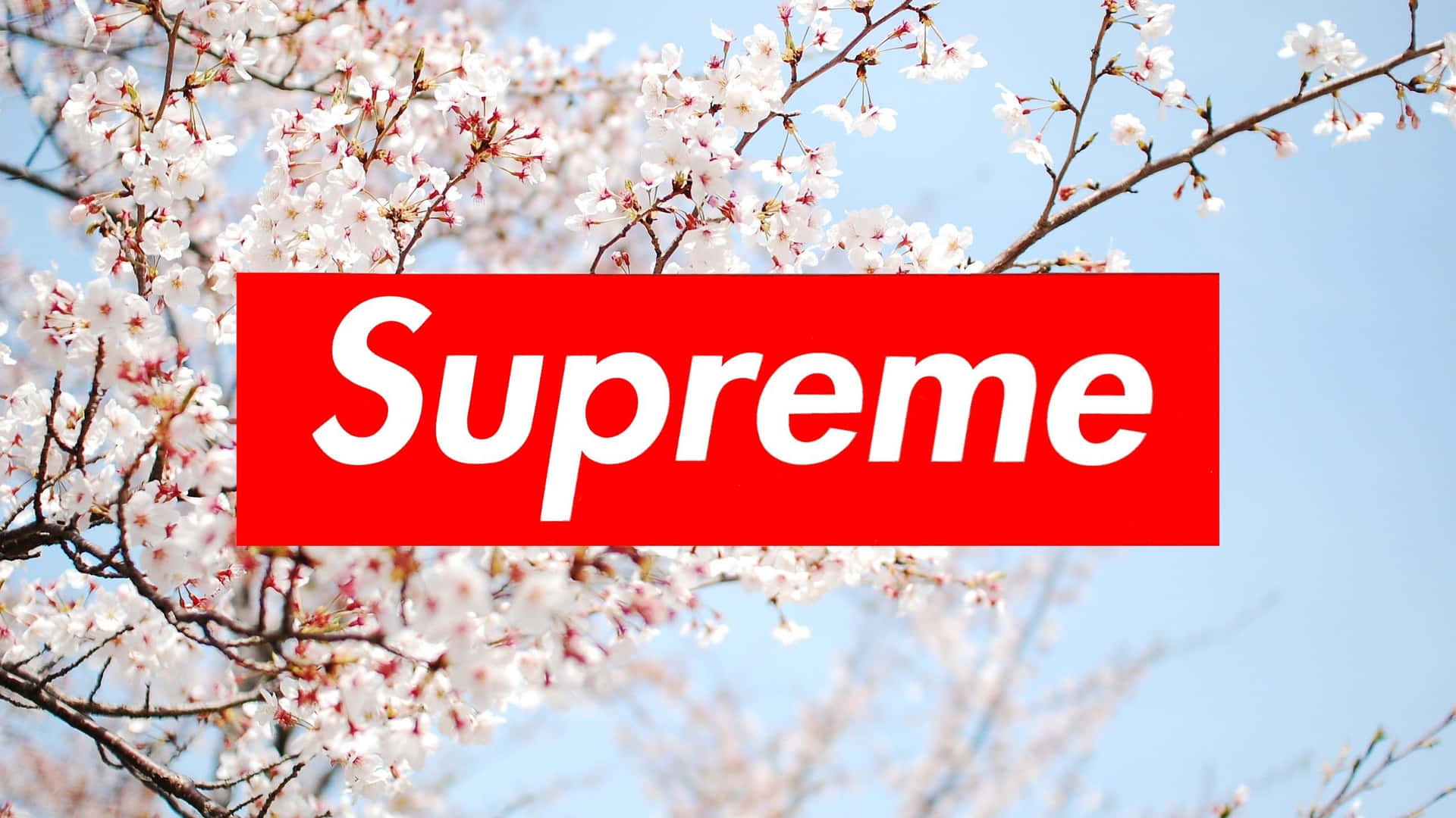 Supreme 圖片