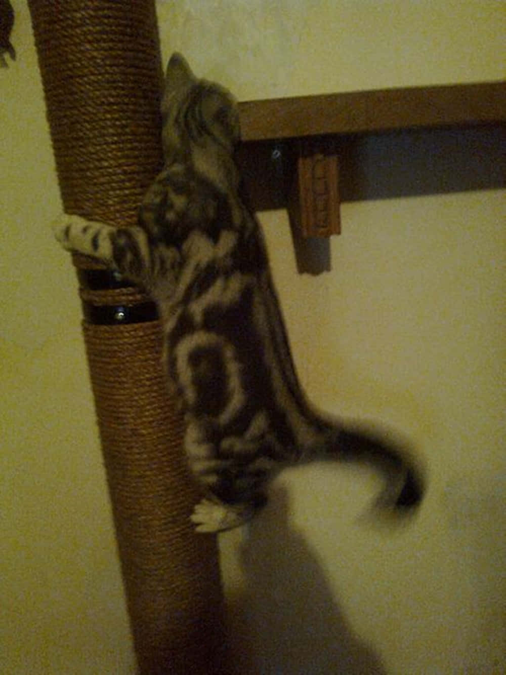 Cat Scratching Post 桌布 壁紙 — 一隻虎斑貓在室內溫暖的人造燈光下爬上一個高大的劍麻抓柱。