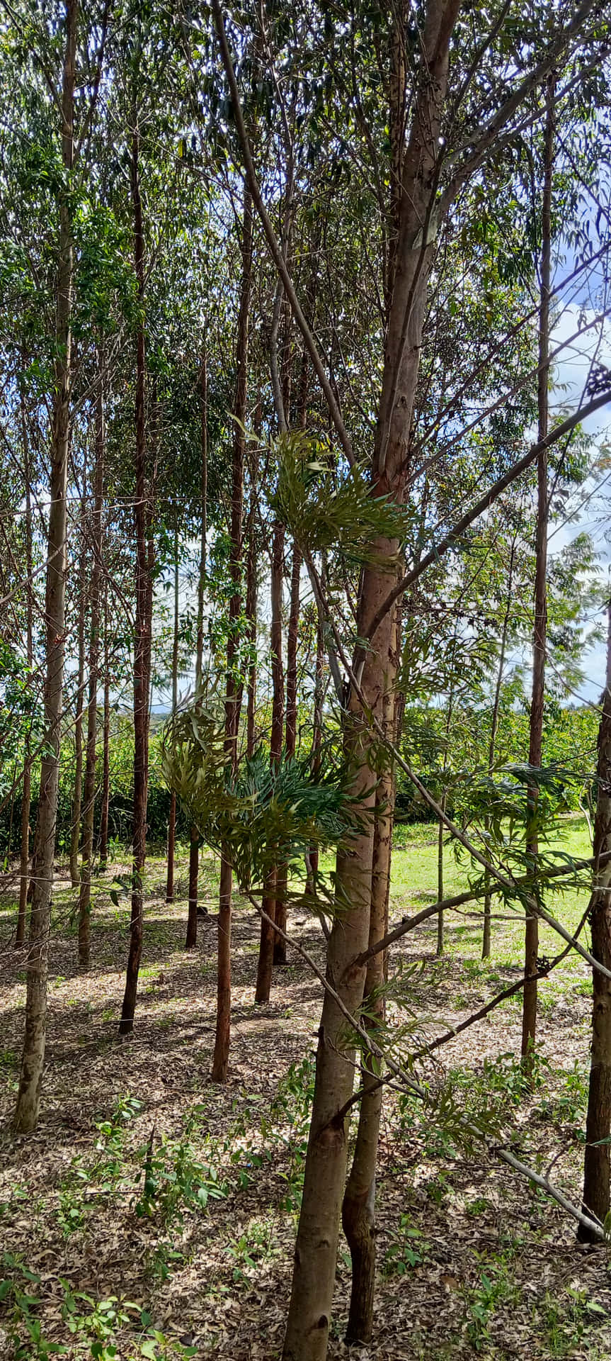esthetic trees 壁紙 — 高大纖細的樹木長著綠葉，佇立在陽光普照的林間空地，斑駁的光線穿過樹枝灑落。