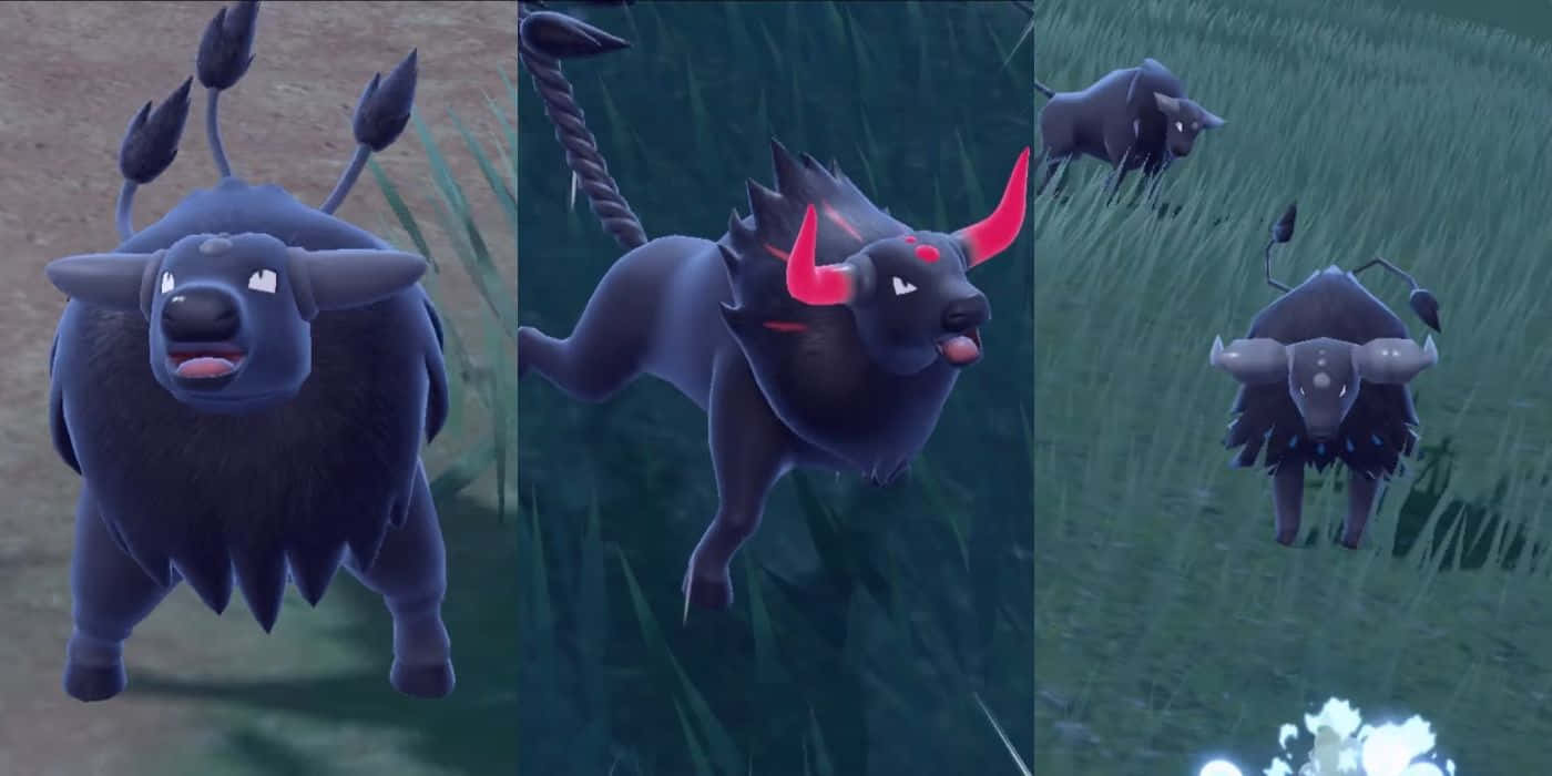 多種帕底亞 Tauros 品種 壁紙 — 三隻深藍色公牛狀寶可夢，擁有發光的紅色角和蓬鬆的毛髮，站在昏暗燈光下的草地上。