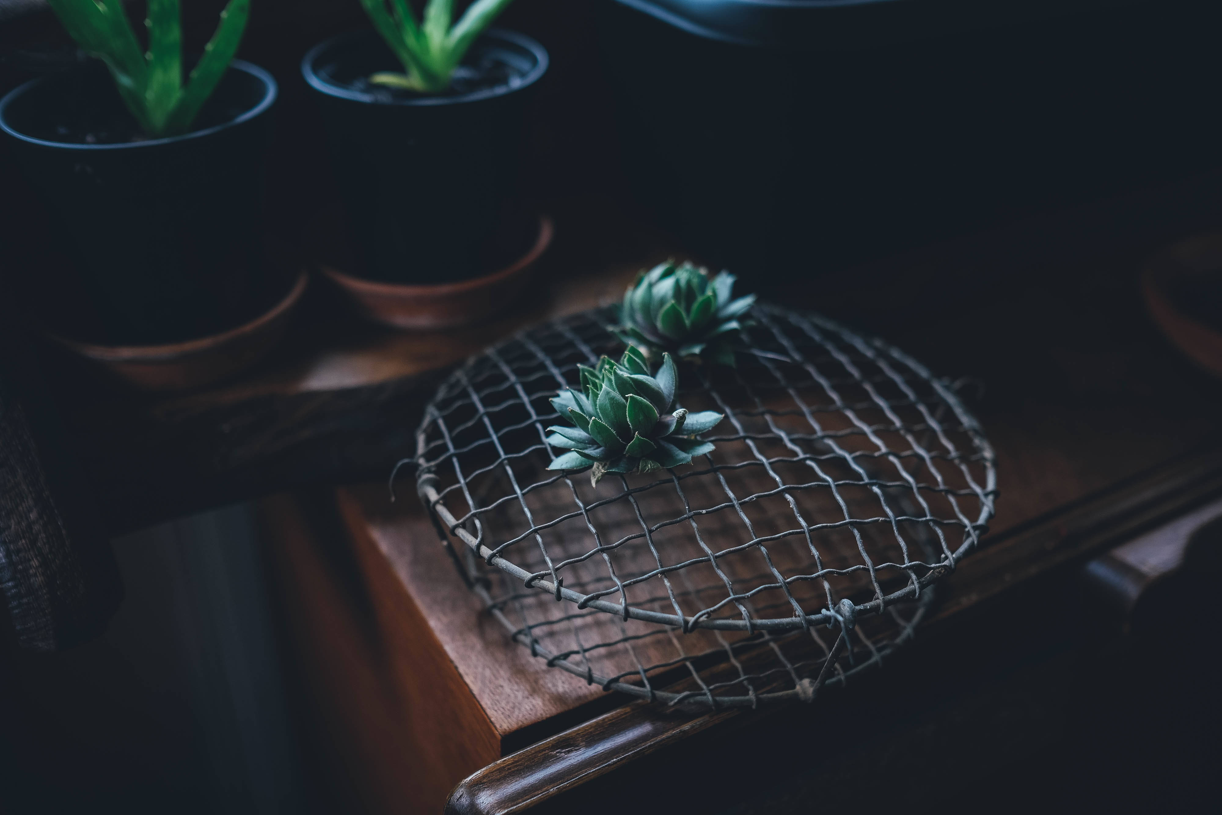 陶土盆中的彩色仙人掌擺在桌上 壁紙 — 多肉植物放在木質表面上的金屬網托盤上，背景有模糊的盆栽植物。
