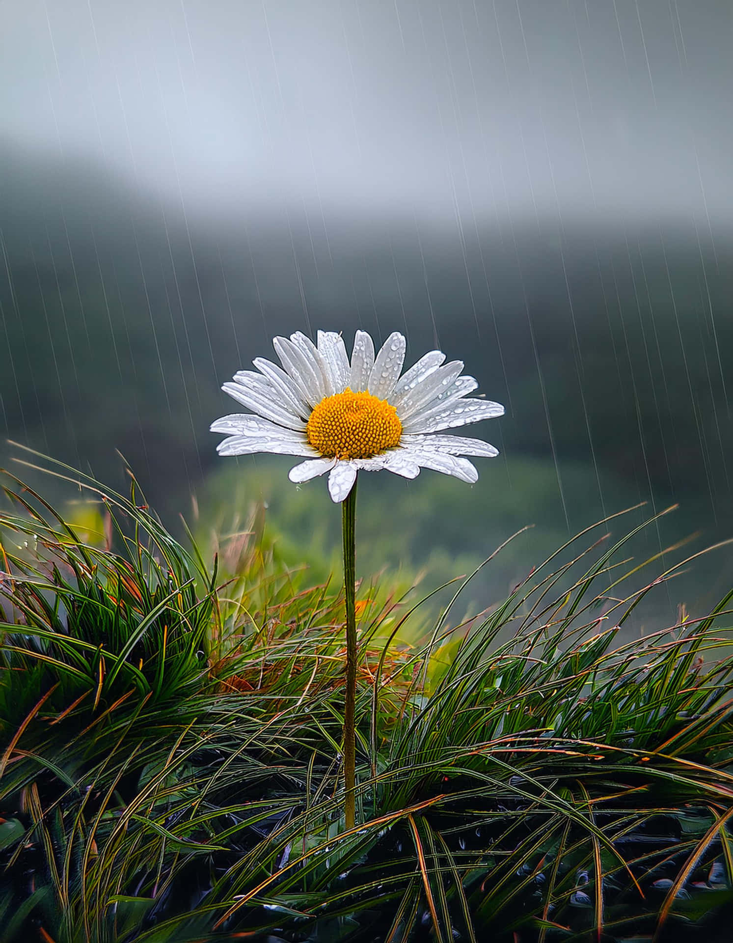 一朵帶有水珠的雛菊在雨中綻放在綠色山坡上。