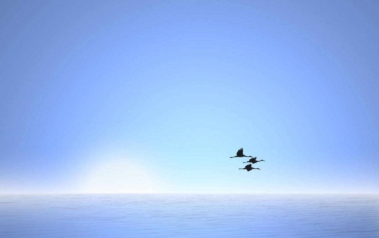 三隻鳥在日出時分，於平靜的海洋上空列隊飛行。