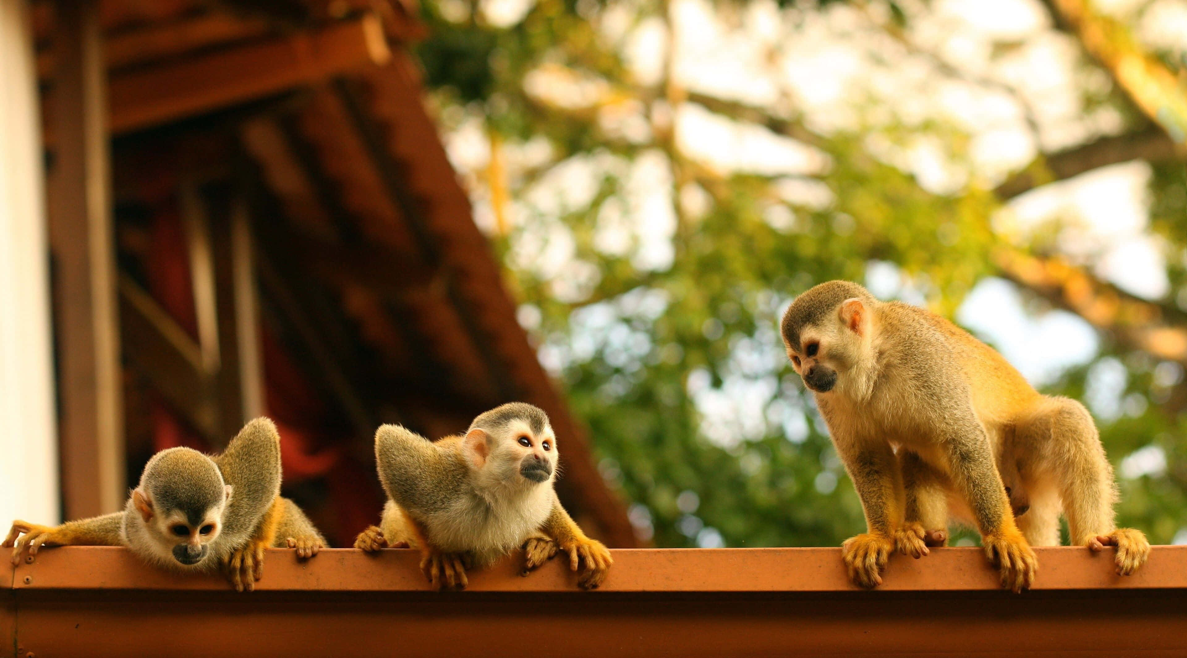 Squirrel Monkey 桌布 壁紙 — 三隻好奇的松鼠猴棲息在木欄杆上，背景是茂密的綠樹和溫暖的陽光。