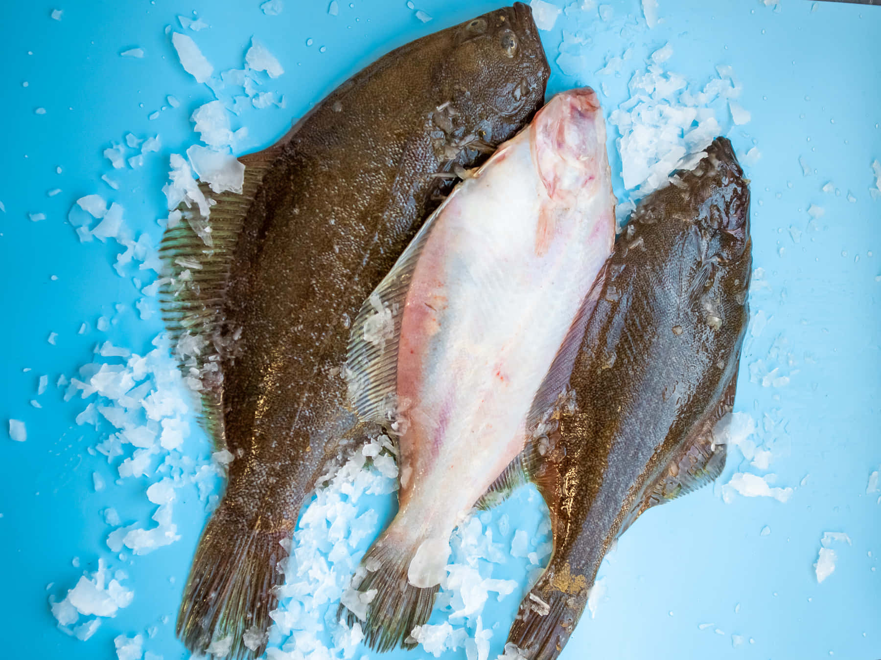  壁紙 — 三條新鮮嘅比目魚放喺碎冰上面，襯托住明亮嘅藍色表面，展示出佢哋有紋理嘅皮膚同蒼白嘅腹部。