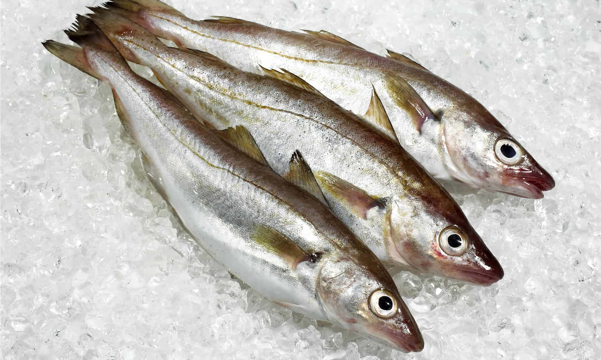  壁紙 — 三條帶有金色條紋的新鮮銀魚躺在碎冰床上，眼睛閃爍著清澈的光芒。