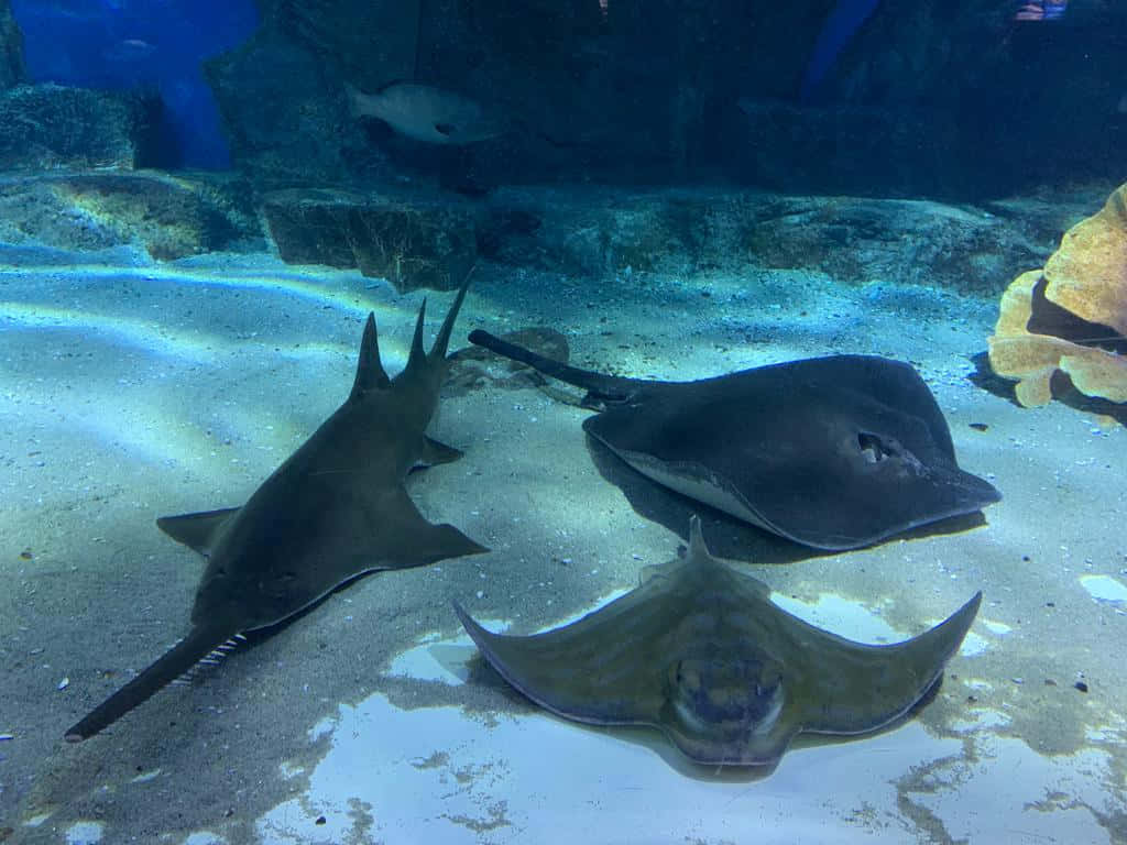  壁紙 — 三條魔鬼魚同一條鋸鰩喺藍色海水下面嘅岩石附近沙質海床上優雅咁滑行。
