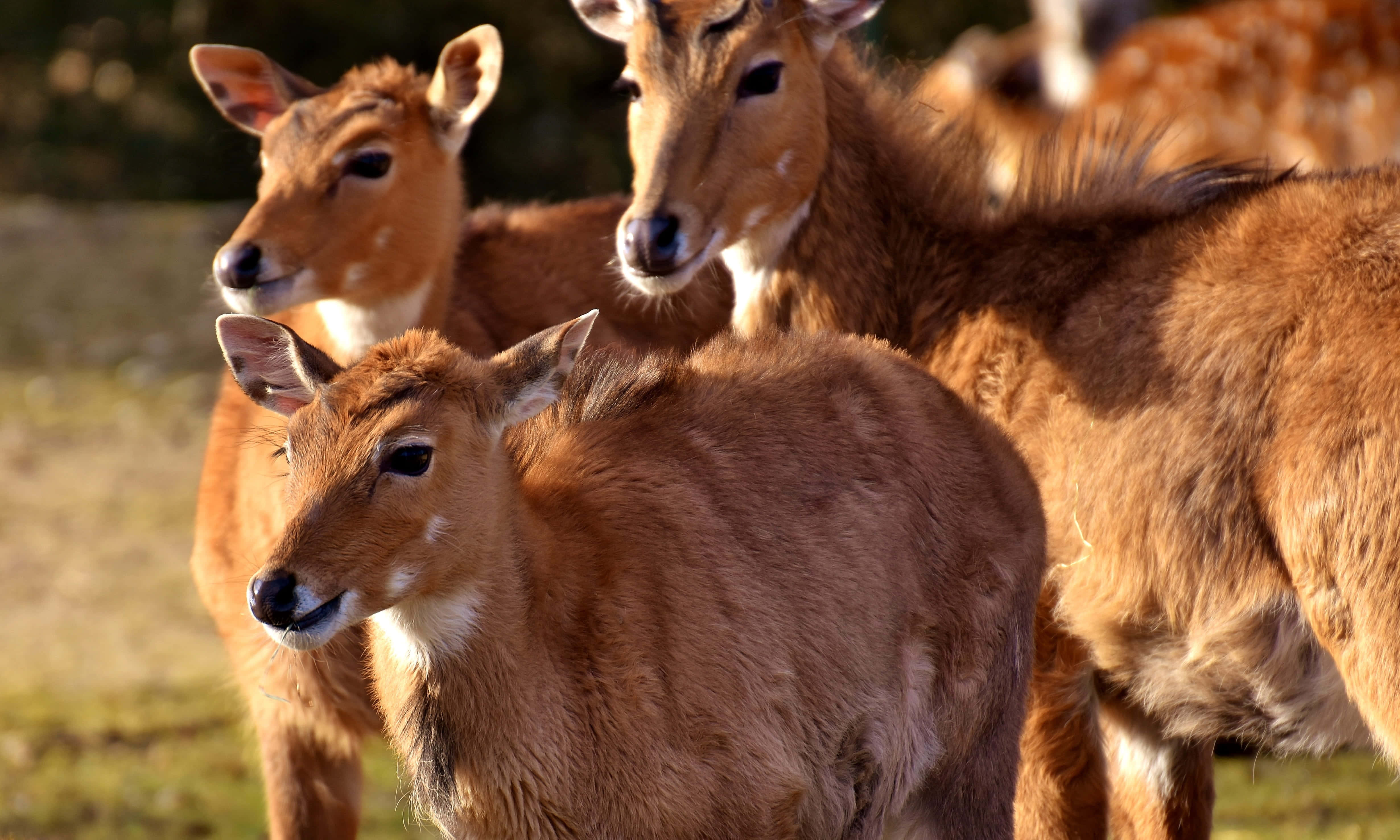 Blackbuck 桌布 壁紙 — 三隻紅褐色、喉嚨白色的羚羊警覺地站在陽光照耀的草地上。