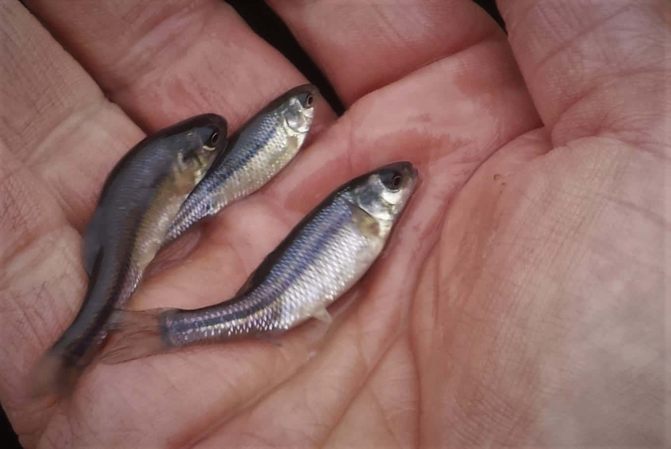  壁紙 — 三條細小的銀色魚兒輕輕地躺在人類的手掌中，魚鱗在皮膚紋理上捕捉柔和的光線。