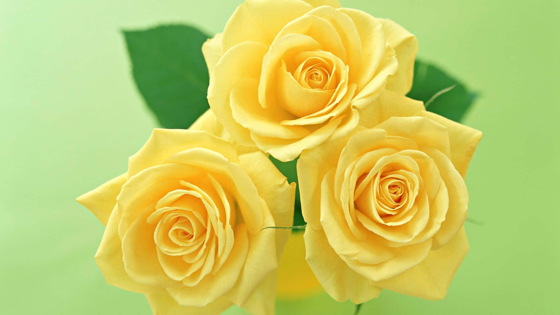  壁紙 — 三朵鮮豔的黃玫瑰在柔和的薄荷綠色背景上，伴隨著茂盛的綠葉，溫柔地綻放。