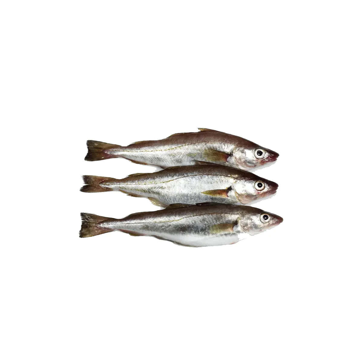  壁紙 — 三條完整鯡魚以對角線排列在純白背景上，展示其銀色鱗片和深色背鰭。